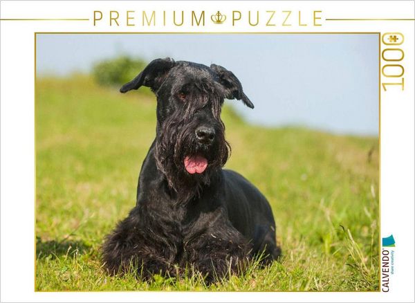 Produktbild: CALVENDO Puzzle Riesenschnauzer liegt im Gras | 1000 Teile Lege-Gr&ouml;&szlig;e 64x48cm Foto-Puzzle f&uuml;r gl&uuml;ckliche Stunden