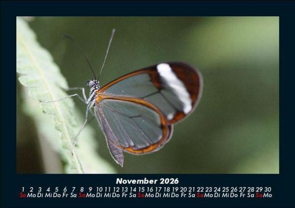 Produktbild: Bunte Pracht der Schmetterlinge 2026 Fotokalender DIN A5