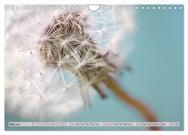 Produktbild: PusteblumenZauber (Wandkalender 2027 DIN A4 quer), CALVENDO Monatskalender