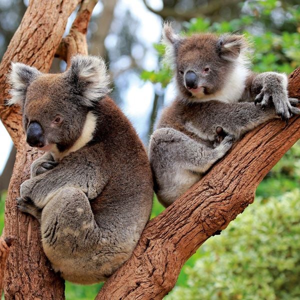 Produktbild: Koalas 2027