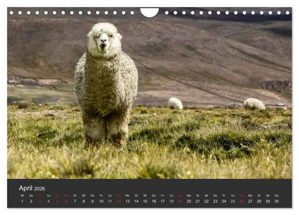 Produktbild: Peru 2026 Im Land des Kondors (Wandkalender 2026 DIN A4 quer), CALVENDO Monatskalender