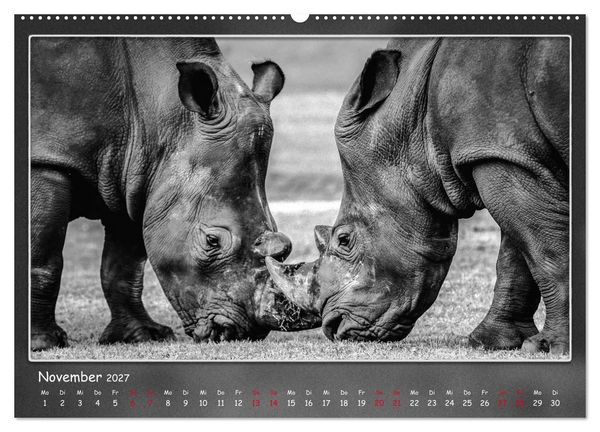 Produktbild: Tieren ins Gesicht geschaut (Wandkalender 2027 DIN A2 quer), CALVENDO Monatskalender