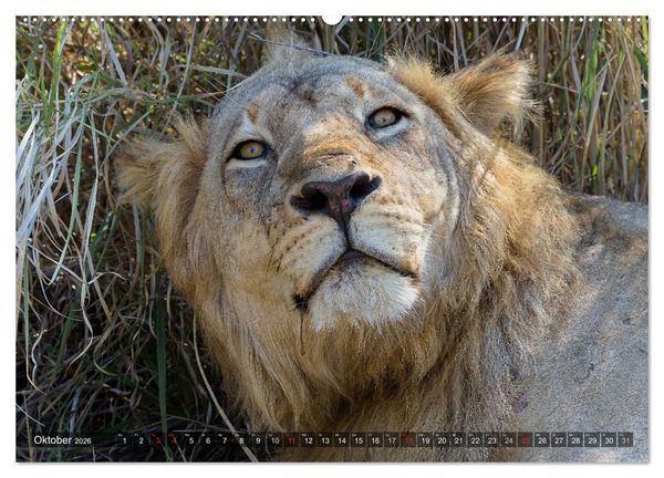 Produktbild: blick kontakt mit tieren im &ouml;stlichen und s&uuml;dlichen afrika (hochwertiger Premium Wandkalender 2026 DIN A2 quer), Kunstdruck in Hochglanz