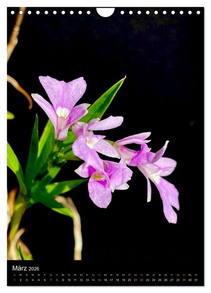 Produktbild: Orchideen - Exoten im Wohnzimmer (Wandkalender 2026 DIN A4 hoch), CALVENDO Monatskalender