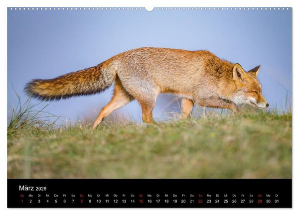 Produktbild: Rotf&uuml;chse (hochwertiger Premium Wandkalender 2026 DIN A2 quer), Kunstdruck in Hochglanz