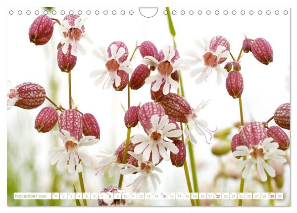 Produktbild: Wundersch&ouml;ne Wildblumen (Wandkalender 2026 DIN A4 quer), CALVENDO Monatskalender