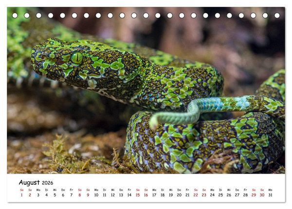 Produktbild: Mythos Schlangen (Tischkalender 2026 DIN A5 quer), CALVENDO Monatskalender