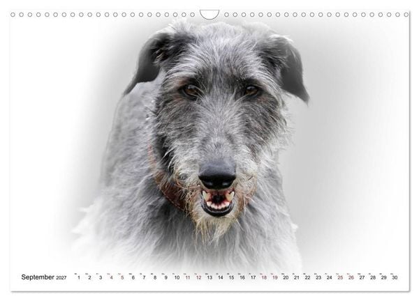 Produktbild: Windhund Portrait 2027 White Edition (Wandkalender 2027 DIN A3 quer), CALVENDO Monatskalender