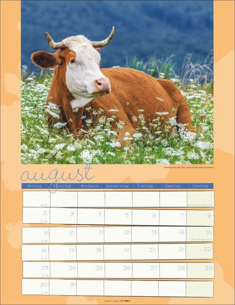 Produktbild: Kuh Kalender 2027