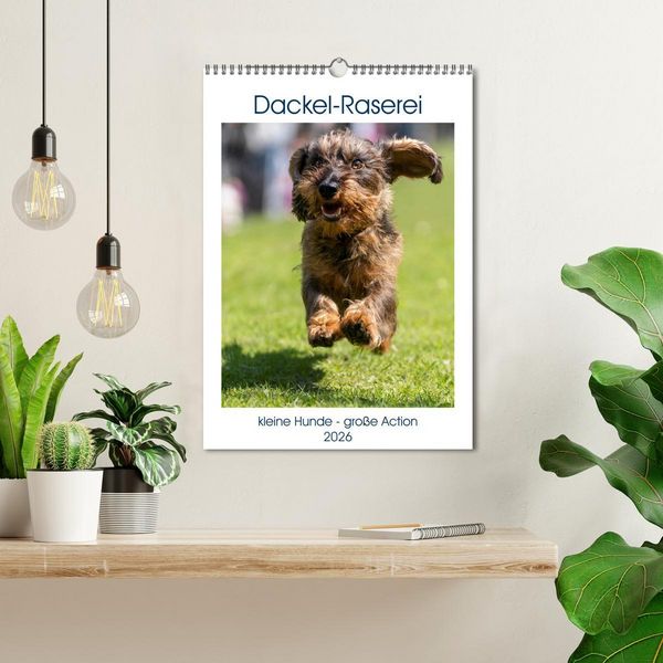Produktbild: Dackel-Raserei (Wandkalender 2026 DIN A3 hoch), CALVENDO Monatskalender