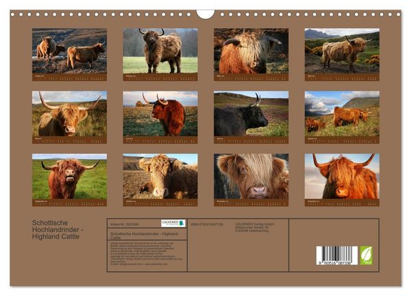Produktbild: Schottische Hochlandrinder - Highland Cattle (Wandkalender 2026 DIN A3 quer), CALVENDO Monatskalender