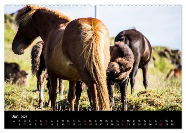 Produktbild: Islandpferde (Wandkalender 2026 DIN A2 quer), CALVENDO Monatskalender