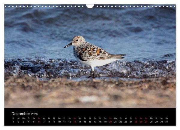 Produktbild: Limikolen Watv&ouml;gel auf dem Zug (Wandkalender 2026 DIN A3 quer), CALVENDO Monatskalender