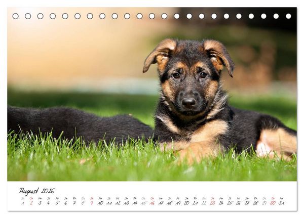 Produktbild: Junge Deutsche Sch&auml;ferhunde (Tischkalender 2026 DIN A5 quer), CALVENDO Monatskalender
