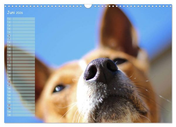 Produktbild: Basenji, der Kongo-Terrier (Wandkalender 2026 DIN A3 quer), CALVENDO Monatskalender