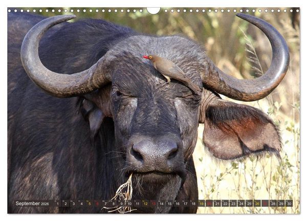 Produktbild: Wildtierparadies Afrika - Eine Foto-Reise durch die Savannen (Wandkalender 2026 DIN A3 quer), CALVENDO Monatskalender