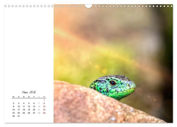 Produktbild: Eidechsen, flinke R&auml;uber (Wandkalender 2026 DIN A3 quer), CALVENDO Monatskalender