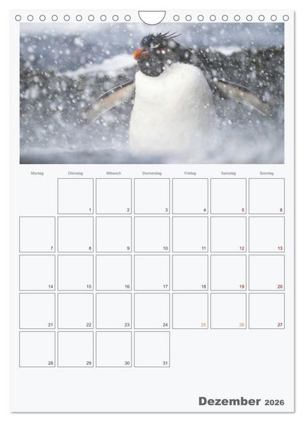Produktbild: Alltag bei den Pinguinen auf Falkland (Wandkalender 2026 DIN A4 hoch), CALVENDO Monatskalender