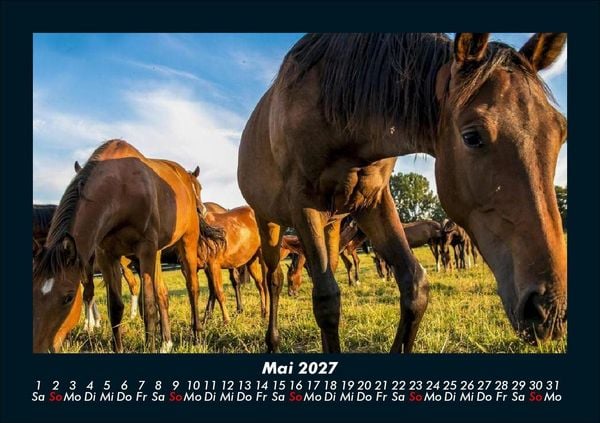 Produktbild: Pferde Kalender 2027 Fotokalender DIN A5