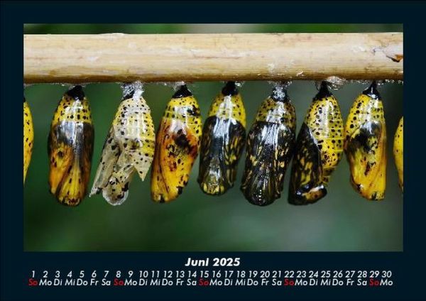 Produktbild: Bunte Pracht der Schmetterlinge 2025 Fotokalender DIN A5
