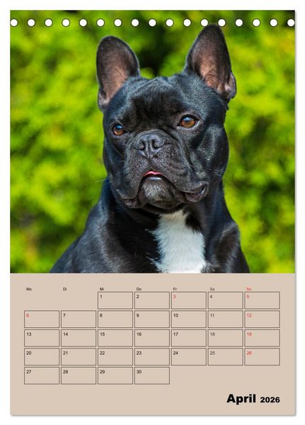 Produktbild: Jahresplaner Franz&ouml;sische Bulldogge (Tischkalender 2026 DIN A5 hoch), CALVENDO Monatskalender