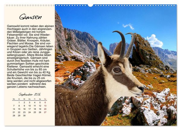 Produktbild: Majest&auml;tische Horntr&auml;ger (hochwertiger Premium Wandkalender 2026 DIN A2 quer), Kunstdruck in Hochglanz