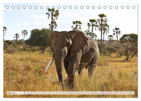 Produktbild: Tansania - Durch die Nationalparks Ostafrikas (Tischkalender 2026 DIN A5 quer), CALVENDO Monatskalender