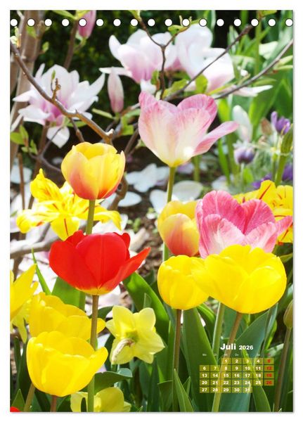 Produktbild: Ein buntes Tulpenjahr (Tischkalender 2026 DIN A5 hoch), CALVENDO Monatskalender