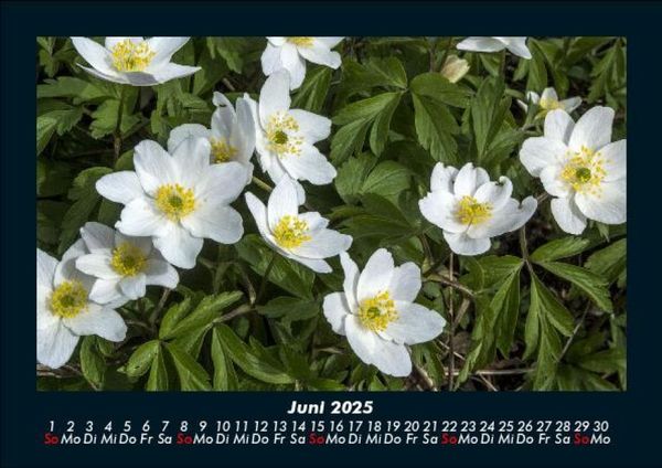 Produktbild: Pflanzen und Bl&uuml;ten 2025 Fotokalender DIN A5