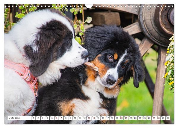 Produktbild: Unsere Freunde auf vier Pfoten - Hunde (Wandkalender 2026 DIN A3 quer), CALVENDO Monatskalender