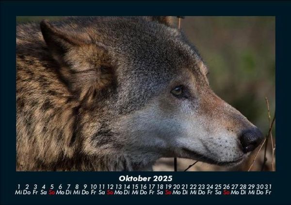 Produktbild: Welt der Tiere 2025 Fotokalender DIN A5