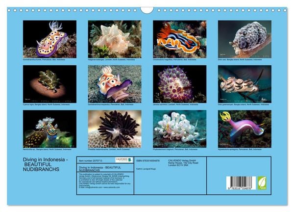 Produktbild: Diving in Indonesia - BEAUTIFUL NUDIBRANCHS (Wall Calendar 2026 DIN A3 landscape), CALVENDO 12 Month Wall Calendar