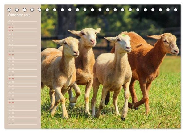 Produktbild: Schafe / Geburtstagskalender (Tischkalender 2026 DIN A5 quer), CALVENDO Monatskalender