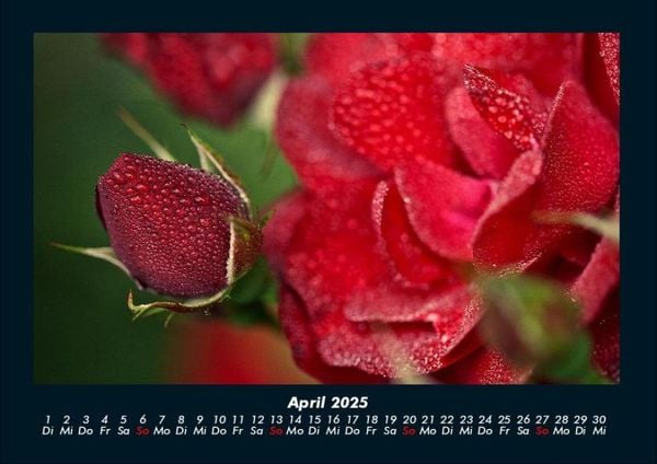 Produktbild: Rosentraum 2025 Fotokalender DIN A4