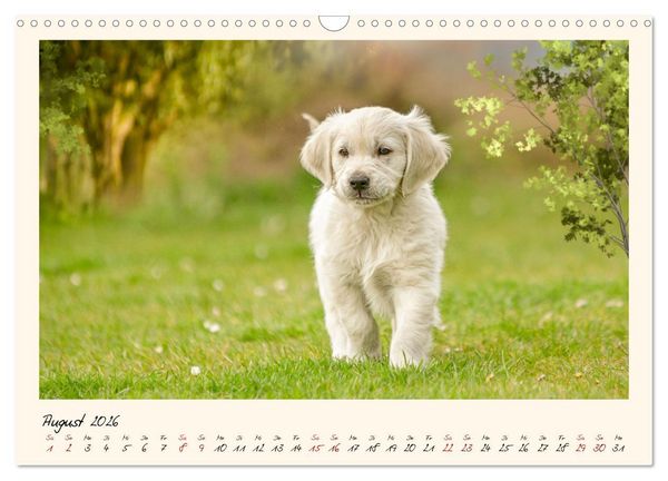 Produktbild: Golden Retriever... Herzenshunde (Wandkalender 2026 DIN A3 quer), CALVENDO Monatskalender