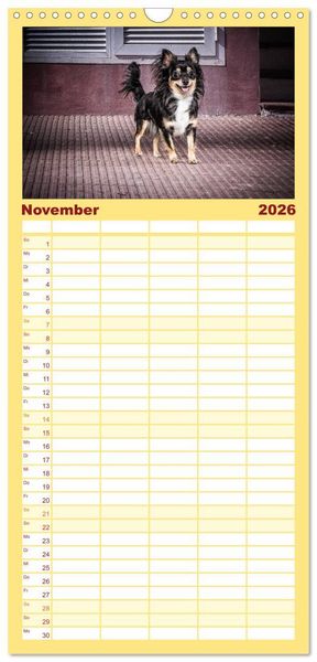 Produktbild: Familienplaner 2026 - Chihuahuas - Cool and Cute mit 5 Spalten (Wandkalender, 21 x 45 cm) CALVENDO
