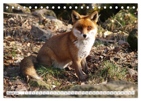 Produktbild: Waldtiere (Tischkalender 2026 DIN A5 quer), CALVENDO Monatskalender
