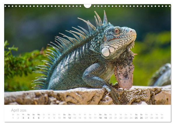 Produktbild: Trauminsel Cura&ccedil;ao (Wandkalender 2026 DIN A3 quer), CALVENDO Monatskalender