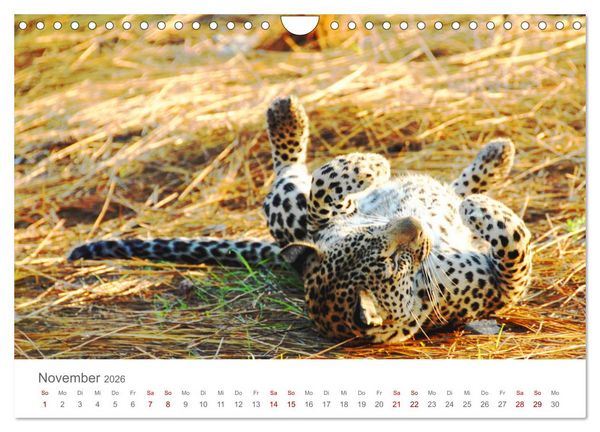 Produktbild: Safari / Afrika (Wandkalender 2026 DIN A4 quer), CALVENDO Monatskalender
