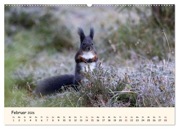 Produktbild: Oachkatzl (Wandkalender 2026 DIN A2 quer), CALVENDO Monatskalender