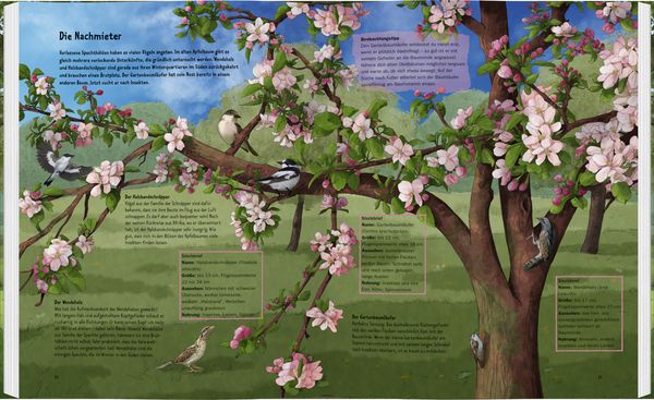 Produktbild: Wildes Leben in alten Bäumen