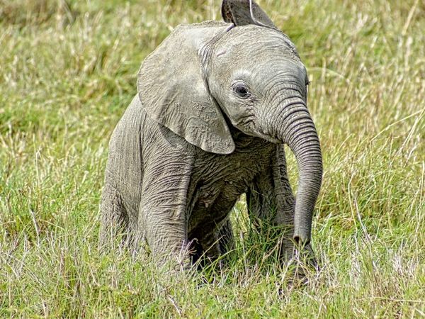Produktbild: Elefant.....kleiner Jumbo (Puzzle)