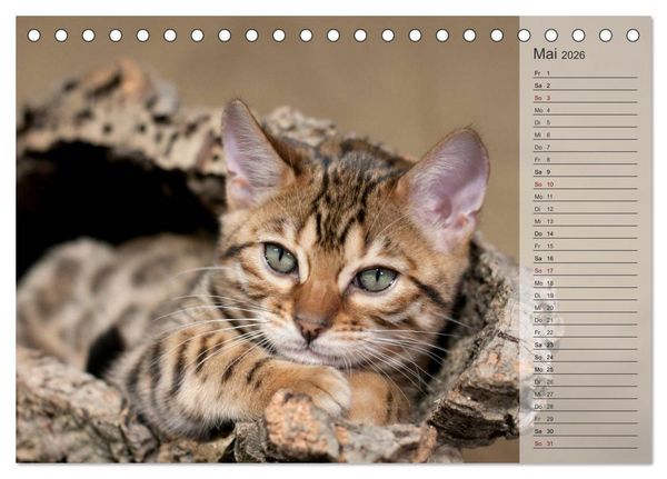 Produktbild: Die Bengalkatze. Edition Jungtiere (Tischkalender 2026 DIN A5 quer), CALVENDO Monatskalender