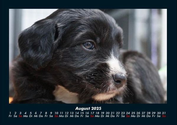 Produktbild: Welpen 2025 Fotokalender DIN A4
