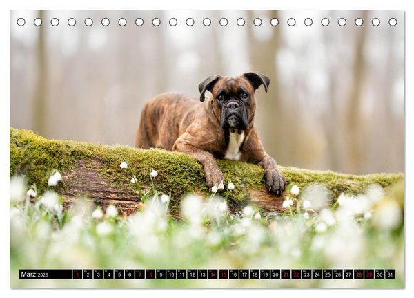 Produktbild: K&auml;the - ein Boxer mit Charme (Tischkalender 2026 DIN A5 quer), CALVENDO Monatskalender