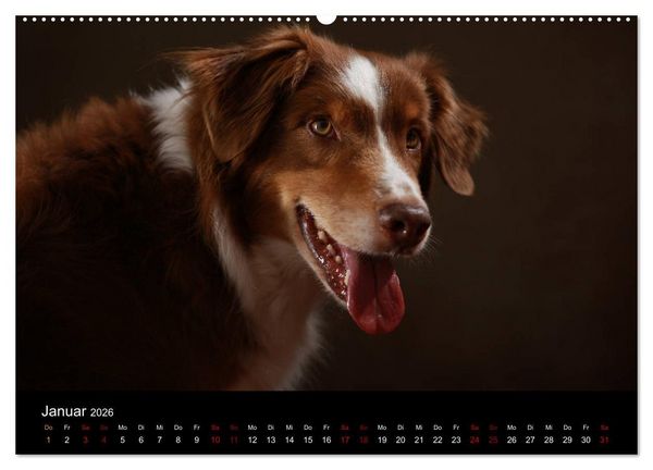 Produktbild: Charmante Australian Shepherds (Wandkalender 2026 DIN A2 quer), CALVENDO Monatskalender