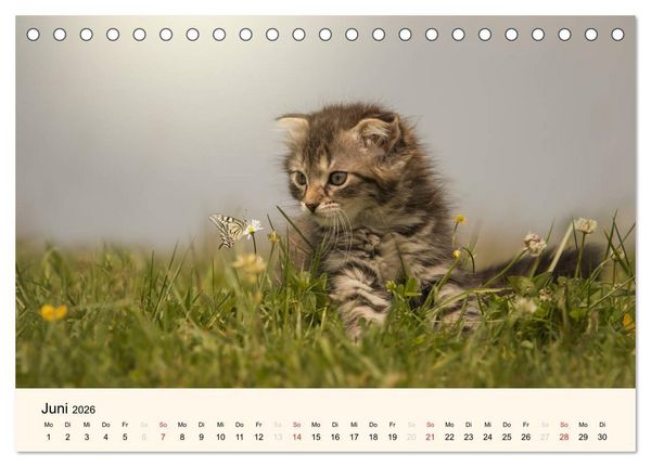 Produktbild: S&uuml;&szlig;e Stubentiger - Katzenkinder (Tischkalender 2026 DIN A5 quer), CALVENDO Monatskalender
