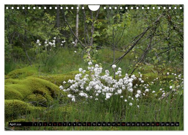 Produktbild: 2026 Schweden ein Traum (Wandkalender 2026 DIN A4 quer), CALVENDO Monatskalender