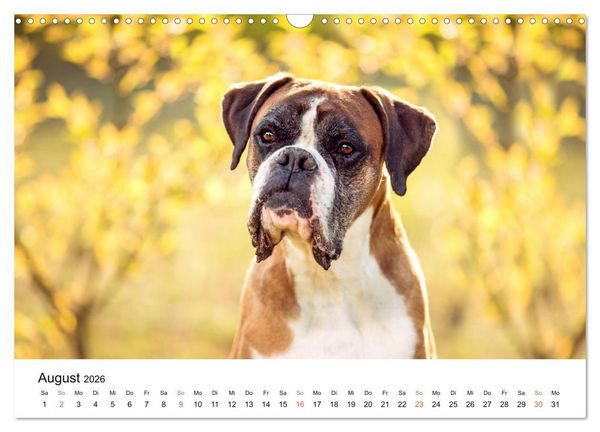 Produktbild: Deutscher Boxer (Wandkalender 2026 DIN A3 quer), CALVENDO Monatskalender