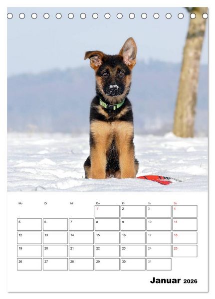 Produktbild: Deutsche Sch&auml;ferhundwelpen zum Verlieben (Tischkalender 2026 DIN A5 hoch), CALVENDO Monatskalender